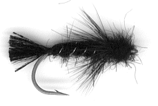 Black fly 1