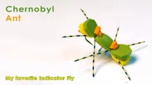 Video thumb for Chernobyl Ant