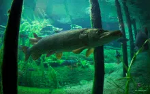 Computer screen wallpaper: Pike